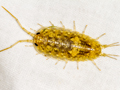 Ligia oceanica